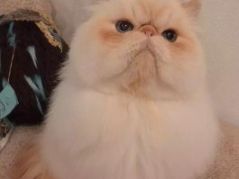 猫吃面粉什么原因