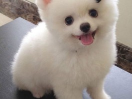 鹦鹉鱼一个月能长多大？揭秘鹦鹉鱼的生长速度