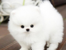 三个月小猫怎么养：新手养猫攻略