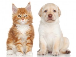 一个月的狗会有狂犬病吗？——揭示真相