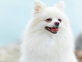 狗狗舔人：揭秘背后的情感密码与行为原因