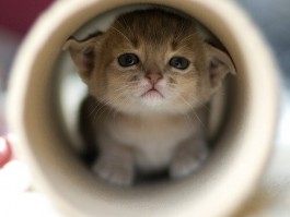 小猫在几个月长的最快：揭开猫咪成长之谜