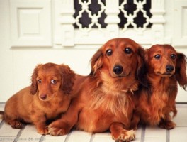 3个月的阿拉斯加犬多少斤？了解阿拉斯加犬成长标准