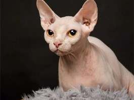 猫咪打完疫苗精神不好：原因与应对措施