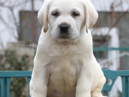两个月大的狼青幼犬：成长与护理指南