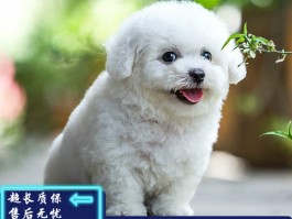 狗狗长骨刺怎么办：专业宠物医生的建议
