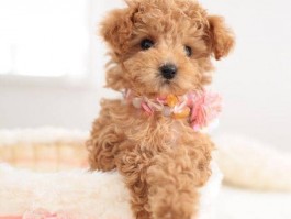 比熊犬几个月换毛：了解换毛周期与护理方法