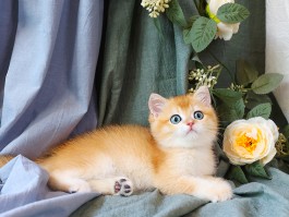 猫咪嘴角红肿：原因、诊断与治疗方法