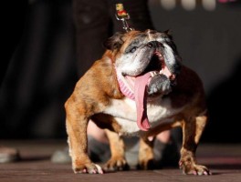 狗狗脑子每天在想什么：揭秘宠物犬的思维世界
