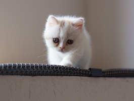 如何去除狗狗泪痕