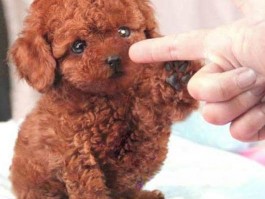 猫咪得什么病会死：了解致命疾病，守护猫咪健康