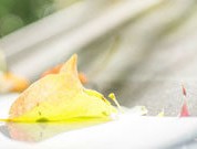 狗狗球菌：了解症状与预防措施