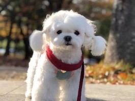 两个月小狗多久喂一次？新手养犬必看指南