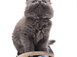 三个月小猫多重正常：了解幼猫成长的关键指标