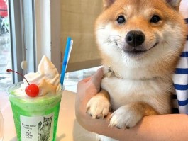 狗狗可以吃鸭骨头吗？——宠物饮食安全指南