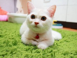 猫不爱冲澡是什么原因
