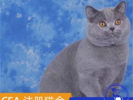 两个月的猫咪吃什么：营养饮食指南