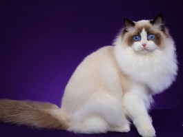猫咪很懒惰：揭秘猫咪行为背后的真相