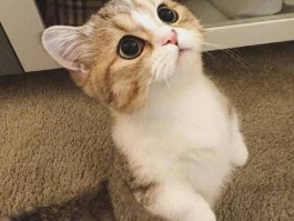小猫咪可以喝奶粉吗？——宠物营养与健康指南