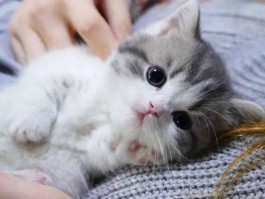 狗狗拉肚子是怎么回事