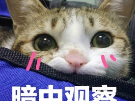 2个月猫牙齿：了解幼猫口腔健康的关键时期