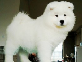 狗狗一直咬自己的脚：原因与解决方法