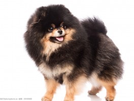 拉布拉多三个月多重：了解幼犬成长关键期