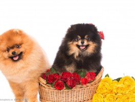 三个月比特犬：成长指南与常见问题解答