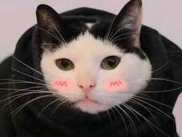 猫咪伤口细菌感染：症状、原因与治疗方法
