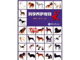 训练狗狗几个月开始：把握黄金时期，培养优秀伴侣