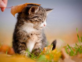 猫咪吃了猫草吐黄水：原因与应对措施