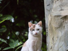 自制猫咪伊丽莎白圈：实用指南与创意DIY