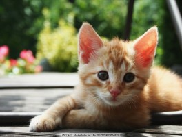 宠物猪突然发呆的原因与应对策略
