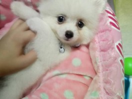 狗狗老是咬东西：原因与解决方法