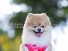 几个月添加蛋黄 - 宠物营养指南