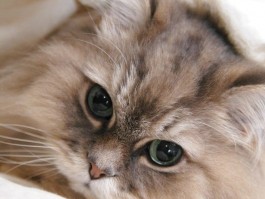 猫咪脚垫裂：原因、症状与治疗方法