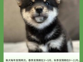 猫高热是什么原因