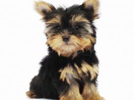 马犬三个月标准多重：了解幼犬成长的关键指标