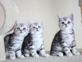 几个月的猫可以驱虫？宠物医生为您解答