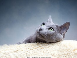 狗狗尿里有血块：原因分析与应对措施
