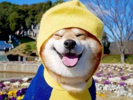 猫吃青草什么原因