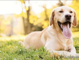 三个月小狗有狂犬病吗？揭开真相，守护宠物健康