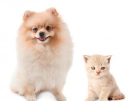 猫咪丢失怎么处理：找回爱宠的全面指南