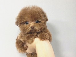 宠物狗长白毛什么原因？揭秘狗狗长白毛的真相