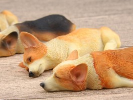 狗狗吃猫屎怎么办：了解原因及解决方法