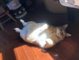 猫咪在地上蹭屁股：揭秘背后的原因与应对方法