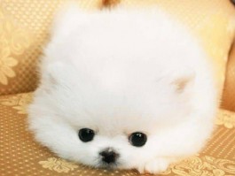 狗狗拉血是什么病？宠物医生为您解答