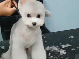 狗狗几天不吃东西会死？揭秘真相与应对策略