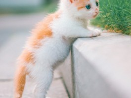 边牧六个月狗粮：如何为爱犬选择合适的食物