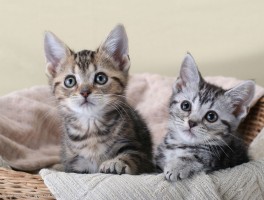 猫咪哪种好：探索最受欢迎的猫咪品种